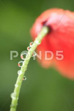 Dew on poppy Stock Photos