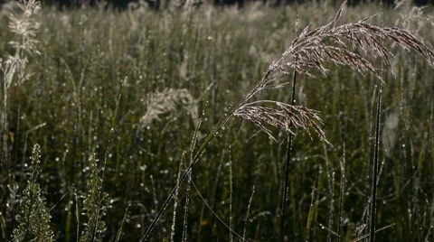 Dew On Prairie Grass Stock Footage 8519167