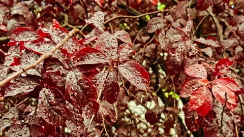 Dew on red leaves close-up Stock Footage 277106122