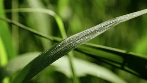 Dew on reed leaf 動画素材 87391812