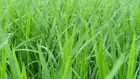 Dew in the ricefield 動画素材 239392656