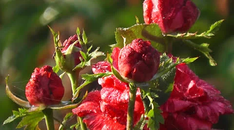 Dew on the rose. 動画素材 24820020