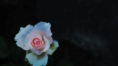 A dew on rose Stock Footage 262610659