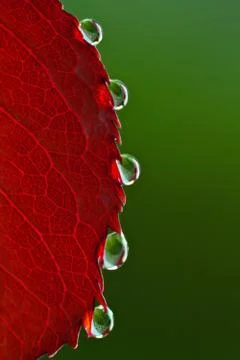 Dew on rose leaf Stock Photos