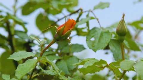 Dew on rose petals Stock Footage 90524784