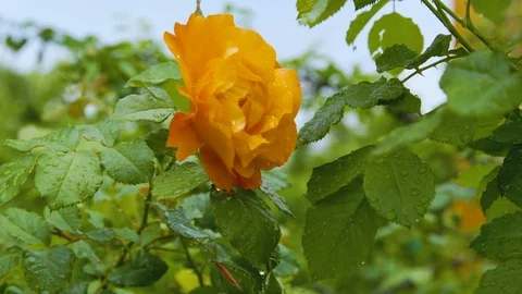 Dew on rose petals Stock Footage 90524800