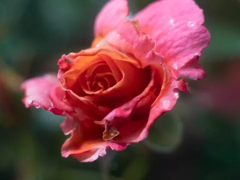 Dew on rose petals Stock Photos