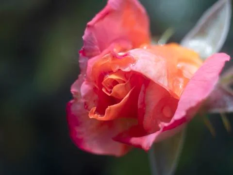 Dew on rose petals Stock Photos