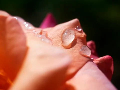 Dew on rose petals Stock Photos