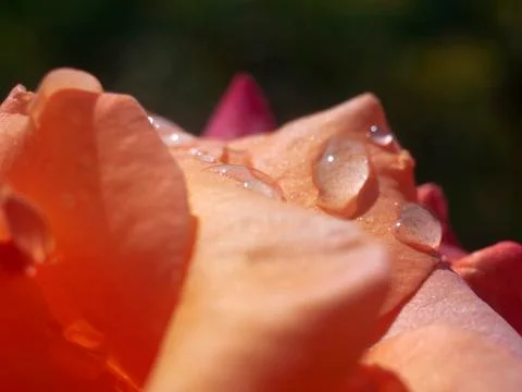 Dew on rose petals Stock Photos