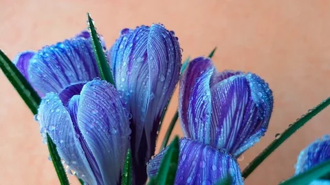 Dew runs down the petals of crocus flowers Stock Footage 103843900
