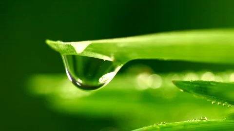 Dew serie Stock Footage 351011