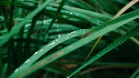 Dew on small grass leaves close up Stock Footage 234053674