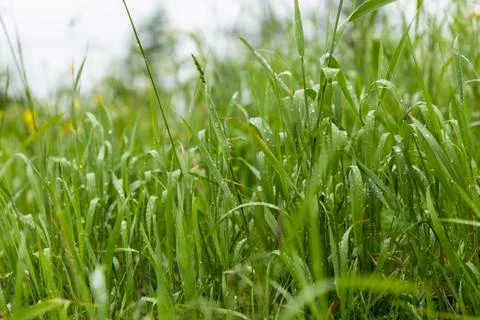 Dew-Soaked Grass Stock Photos
