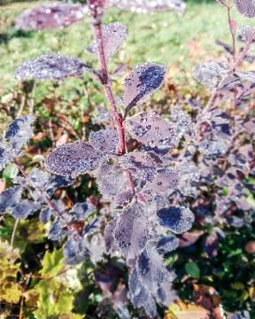 Dew sparkling in the sun. Stock Photos