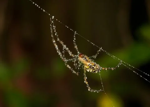 Dew spider Stock Photos