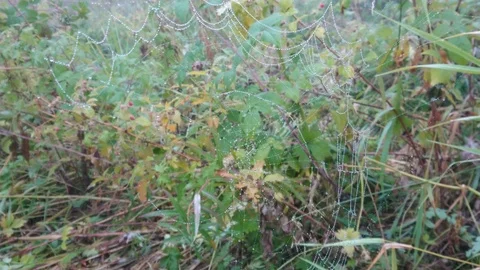 Dew on a spider web. Around the green grass, a man walks in the distance. Video stock 97292103