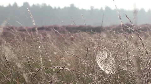 Dew on a spider web during an early morning between grass Stock Footage 166304860