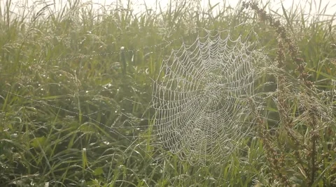 Dew on a spider web in the field Video stock 41467247