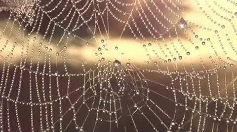 Dew on a spider web 動画素材 12488019