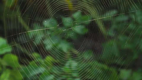 Dew On A Spider Web Stock Footage 80477667