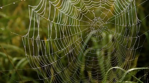 Dew On A Spider Web Stock Footage 80477673