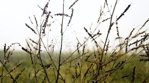 Dew On A Spider Web Stock Footage 80477676