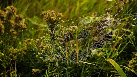 Dew On A Spider Web Stock Footage 80477677