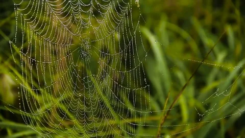 Dew On A Spider Web Stock Footage 80477694
