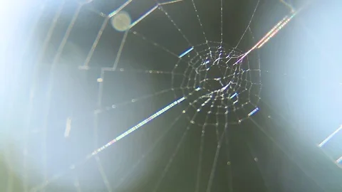 Dew On A Spider Web Stock Footage 80477700