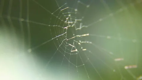 Dew On A Spider Web Stock Footage 80477709