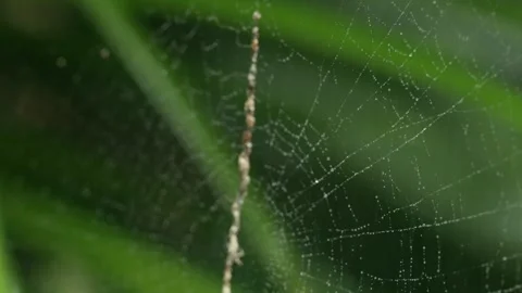 Dew on the spider web Stock Footage 252792461