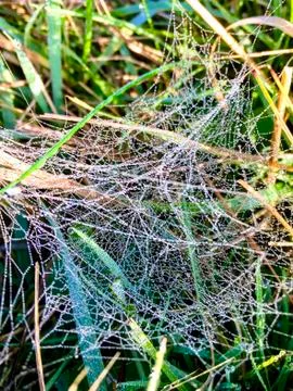 Dew on the spider web in the grass Stock Photos