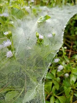 Dew on Spider Web over Ageratum conyzoides Stock Photos