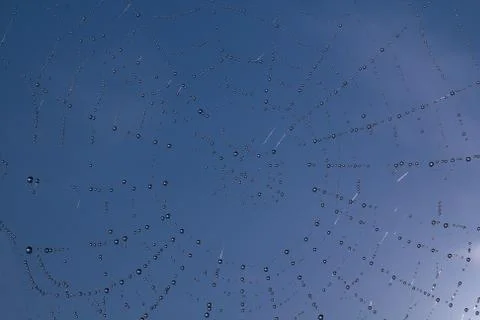 Dew on spider web Stock Photos