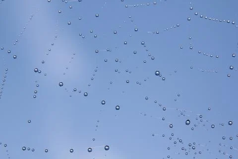 Dew on spider web Stock Photos