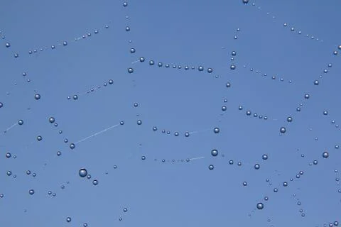 Dew on spider web Stock Photos