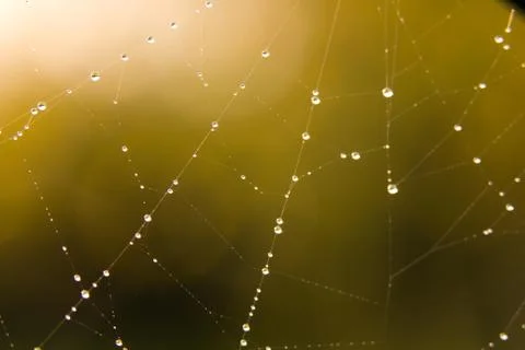 Dew on spider web Foto stock