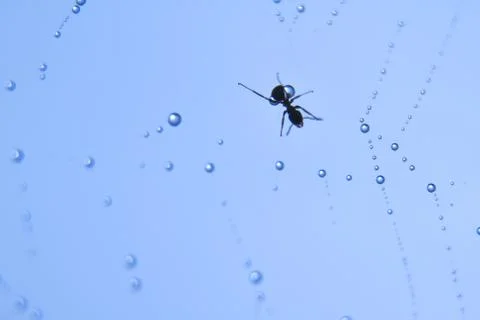 Dew on spider web Stock Photos