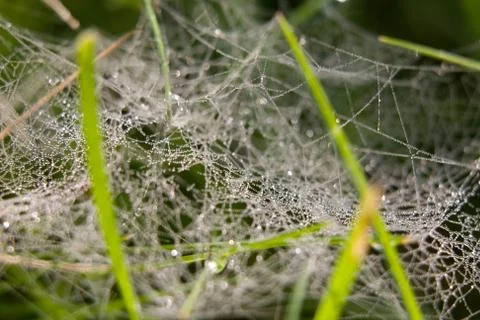 Dew on spider web Foto stock