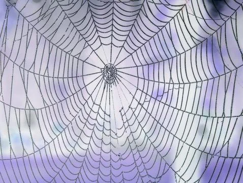 The dew on spider web Stock Photos