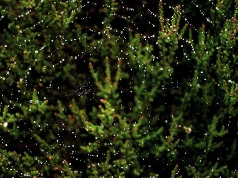 Dew on a spider web Foto stock