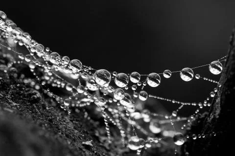 The dew on the spider web Foto stock