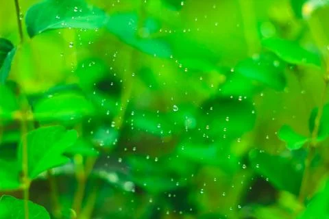 Dew on a spider web Stock Photos