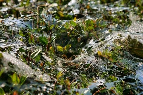 Dew on spider web Stock Photos