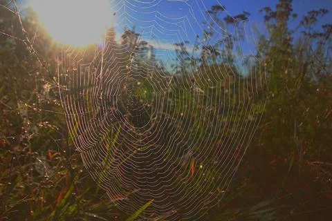 Dew on spider web Stock Photos