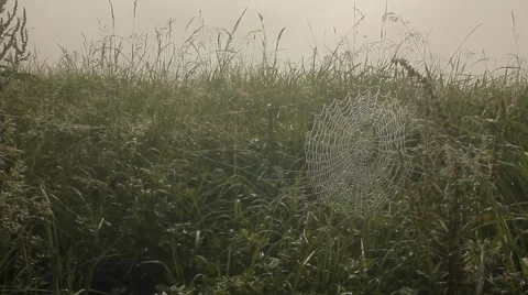Dew on a spider web (summer, grass, field) Stock-Footage 41467182