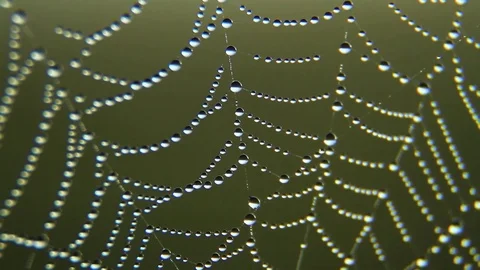 Dew On A Spider Web on sunset, sunrise Stock Footage