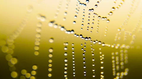 Dew On A Spider Web on sunset, sunrise Stock Footage 80477586