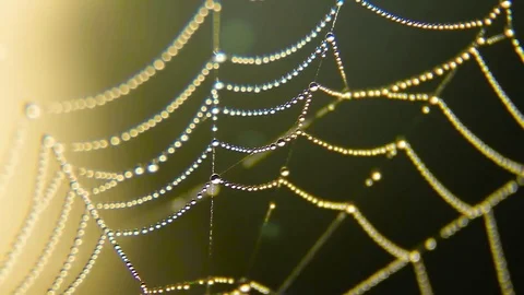 Dew On A Spider Web on sunset, sunrise Stock Footage 80477590